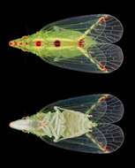 Image of Tambinia sexmaculata Wang & Liang 2011