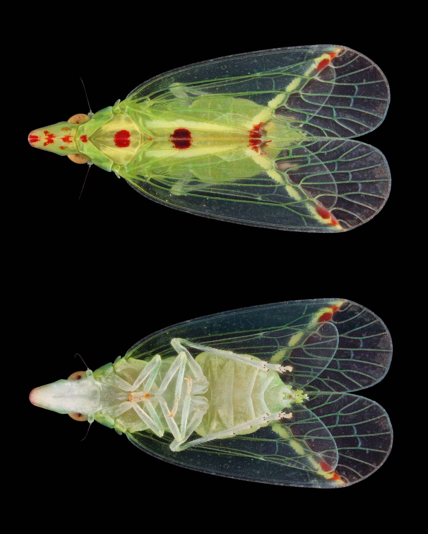 Image of Tambinia sexmaculata Wang & Liang 2011