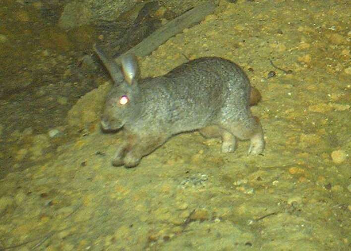 Image of Hewitt's Red Rock Hare
