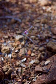 Image of Streptanthus glandulosus subsp. hoffmanii (Kruckeberg) M. Mayer & D. W. Taylor