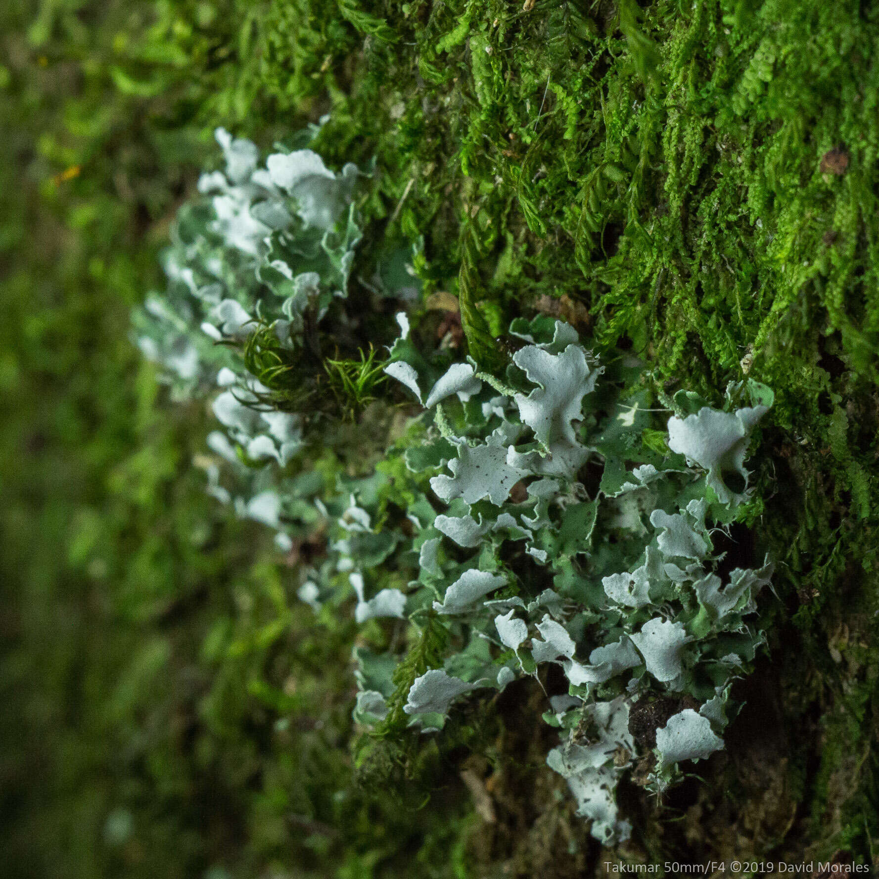 Image of Cladonia ceratophylla (Sw.) Spreng.