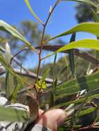 Image of Green mallee