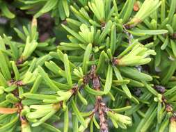 Image of Mountain Hemlock