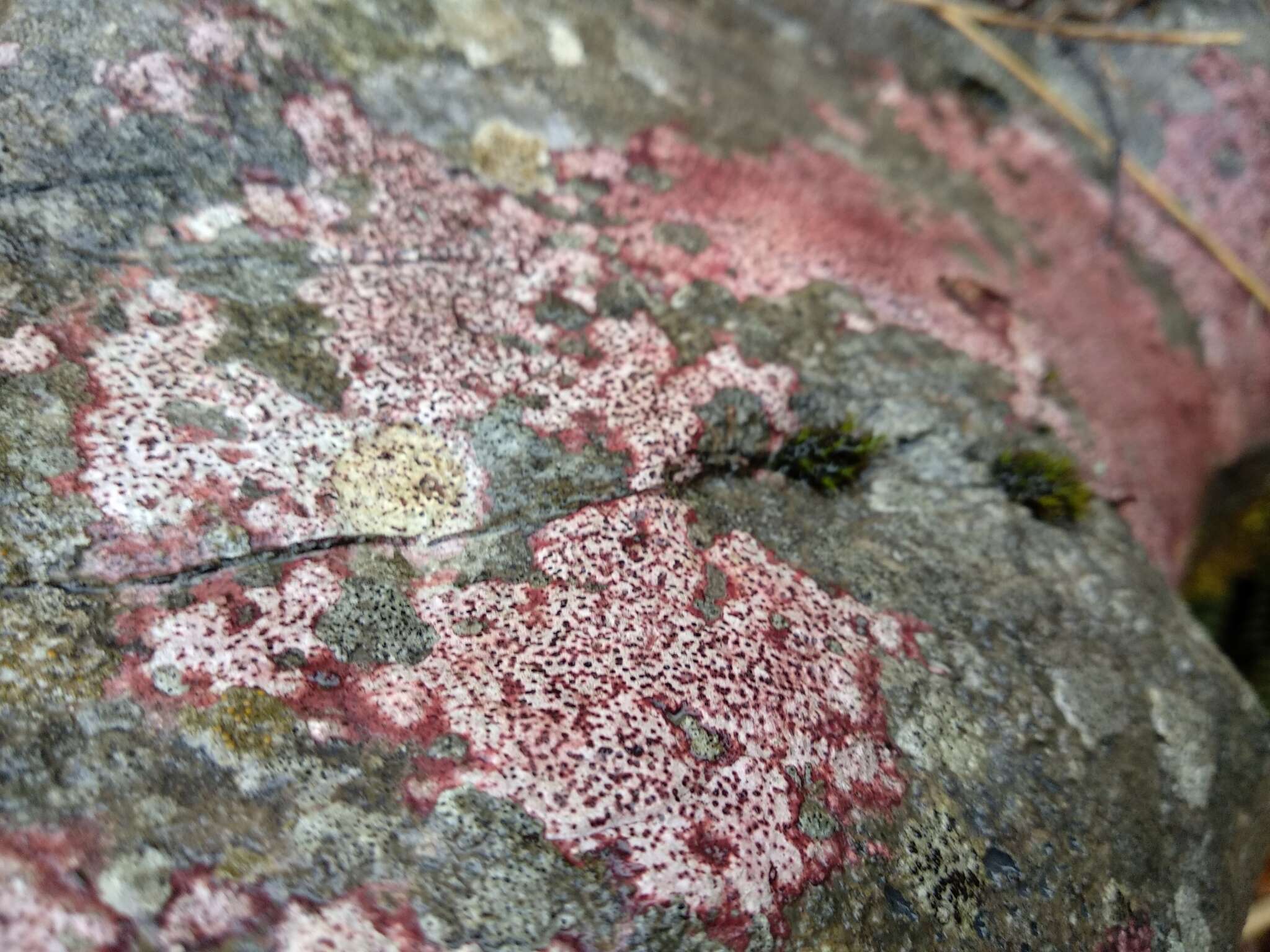 Image of wart lichen