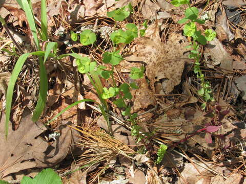 Image of tinted woodland spurge