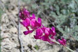 Image de Hedysarum tauricum Willd.