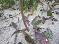 Plancia ëd Aetheorhiza bulbosa subsp. bulbosa