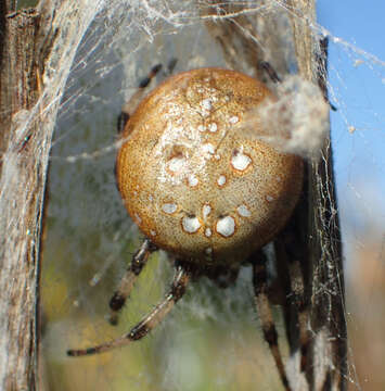 Image of Shamrock Orbweaver