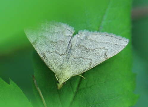 Image of Polypogon strigilata (Linnaeus 1758)