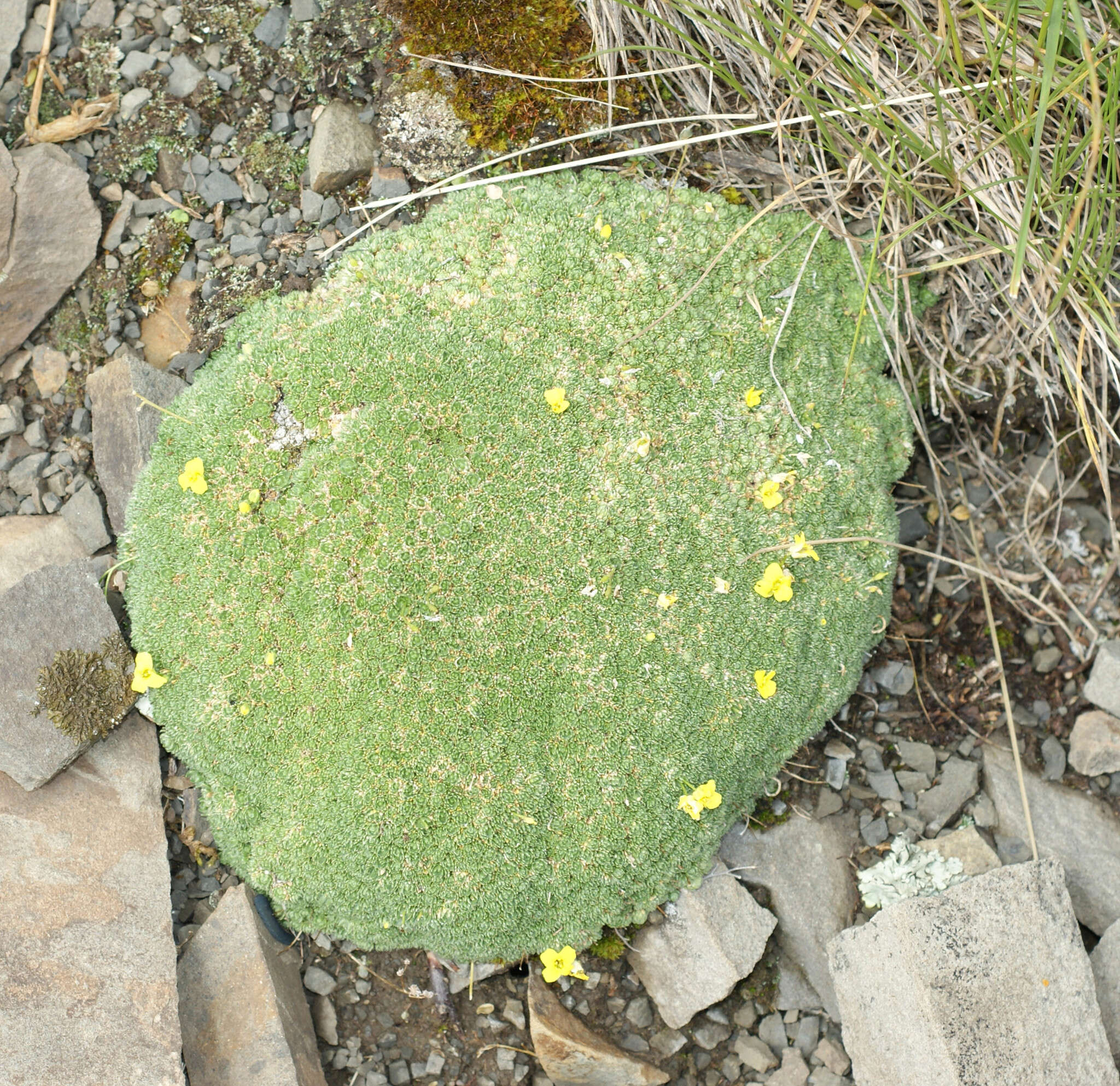 Image of Draba rigida Willd.