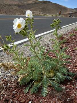 Image of Mojave pricklypoppy