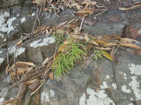 Image of Asplenium haurakiense (Brownsey) Ogle