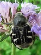 Image of Texas Flower Scarab