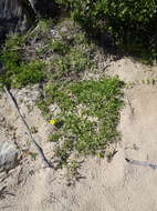 صورة Gazania rigens var. uniflora (L. fil.) Rössl.