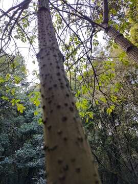 Слика од Sambucus palmensis Link