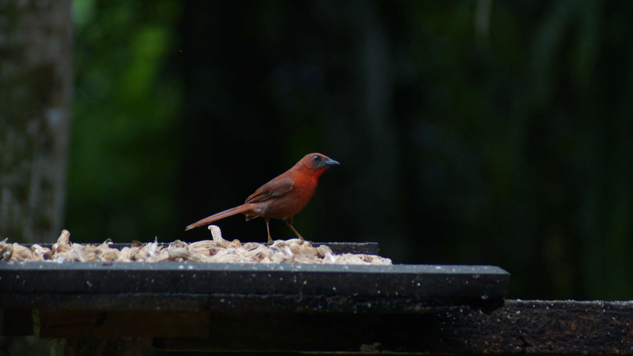 Image of Red-throated Ant Tanager