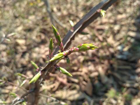 Image de Euonymus alatus subsp. sacrosancta (Koidz) Vorosh.