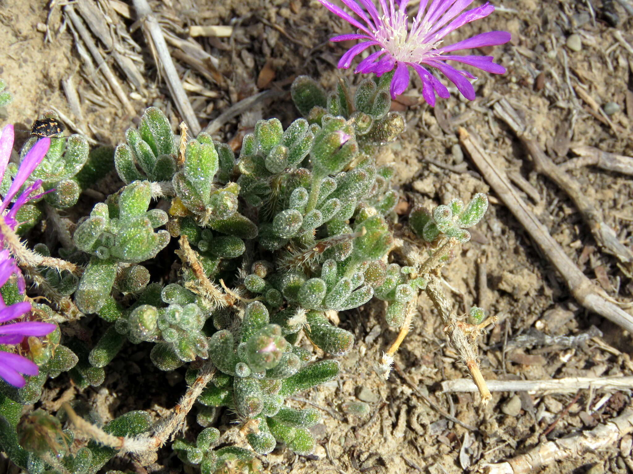 Imagem de Drosanthemum hispidum (L.) Schwant.