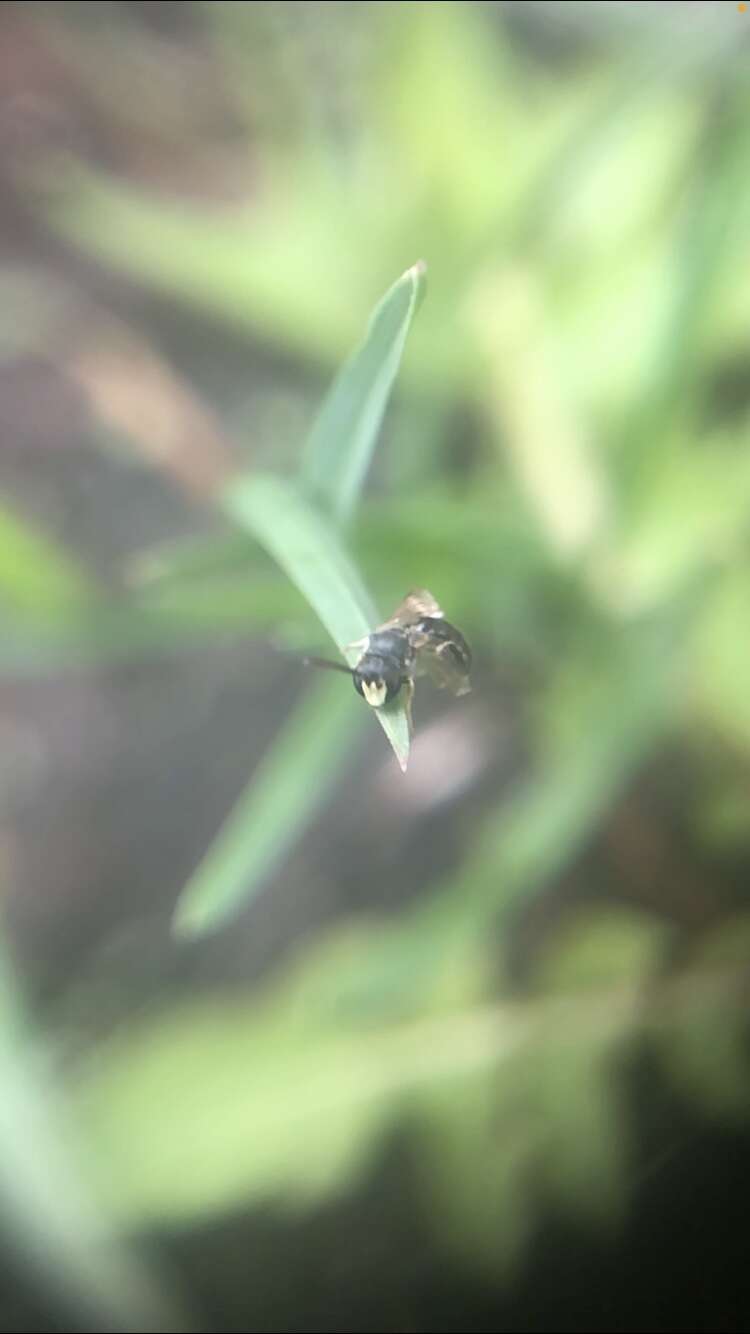 Image of Hylaeus mesillae (Cockerell 1896)