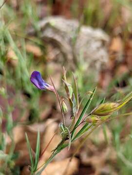 Image of angled pea