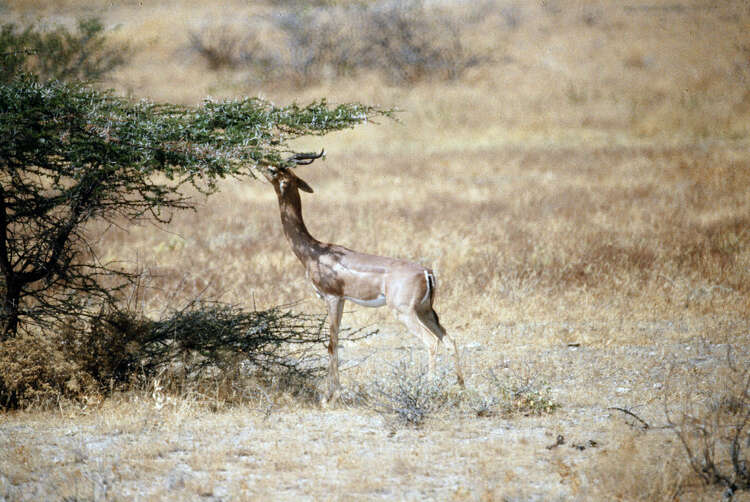 Image of Litocranius Kohl 1886