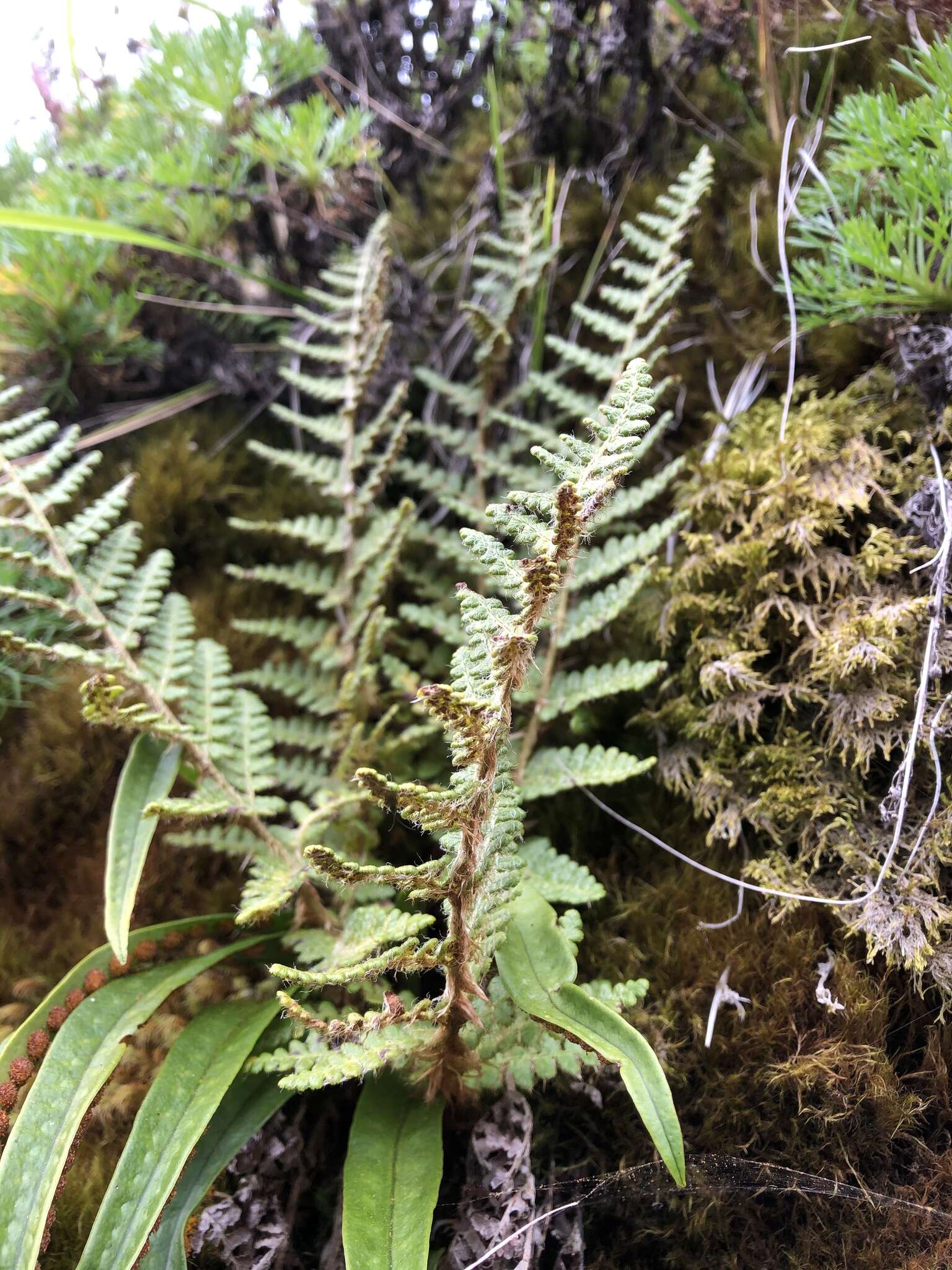 Image of Dryopteris komarovii Kossinsky