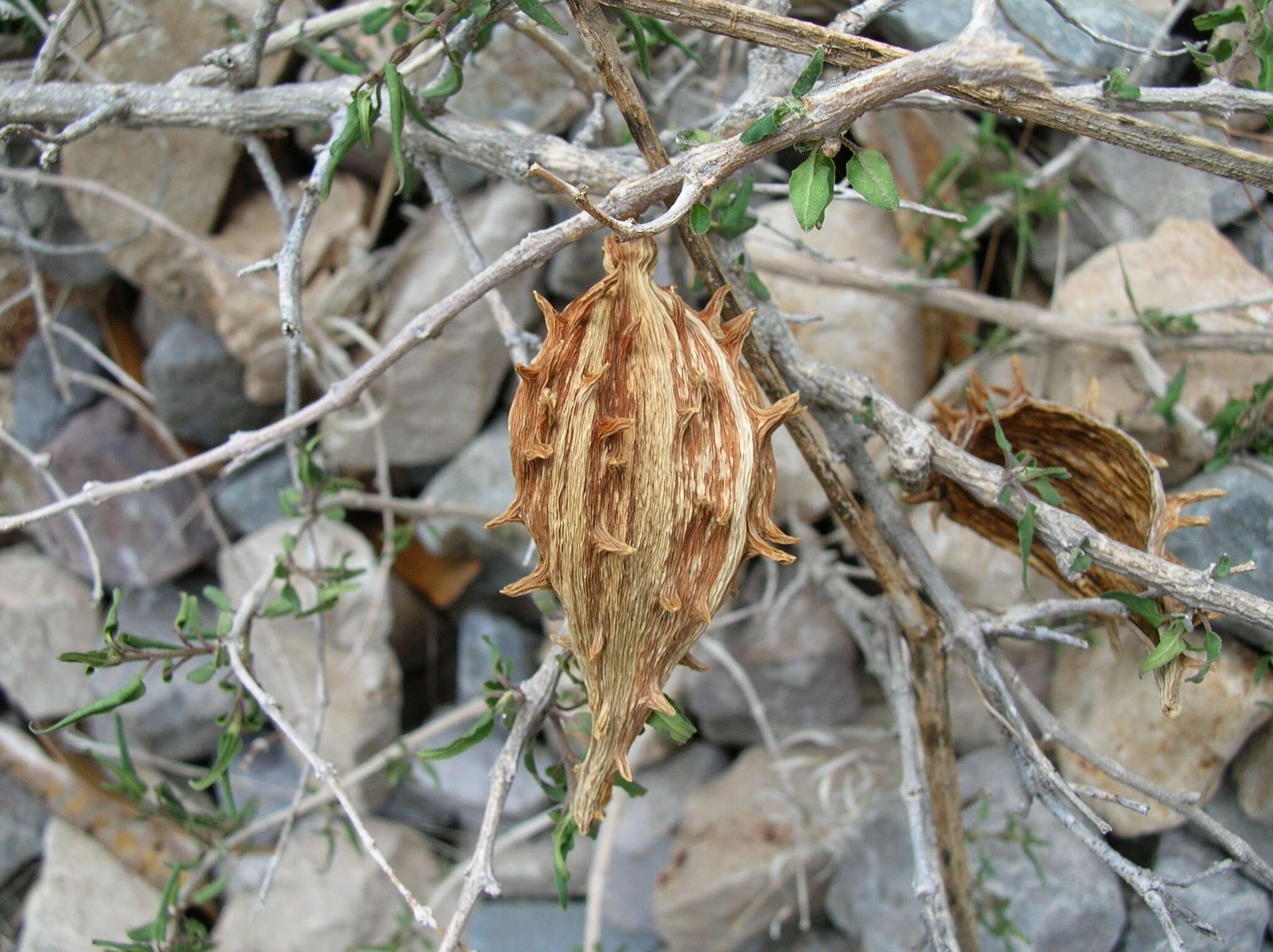 Sivun Matelea trachyantha (Greenman) W. D. Stevens kuva