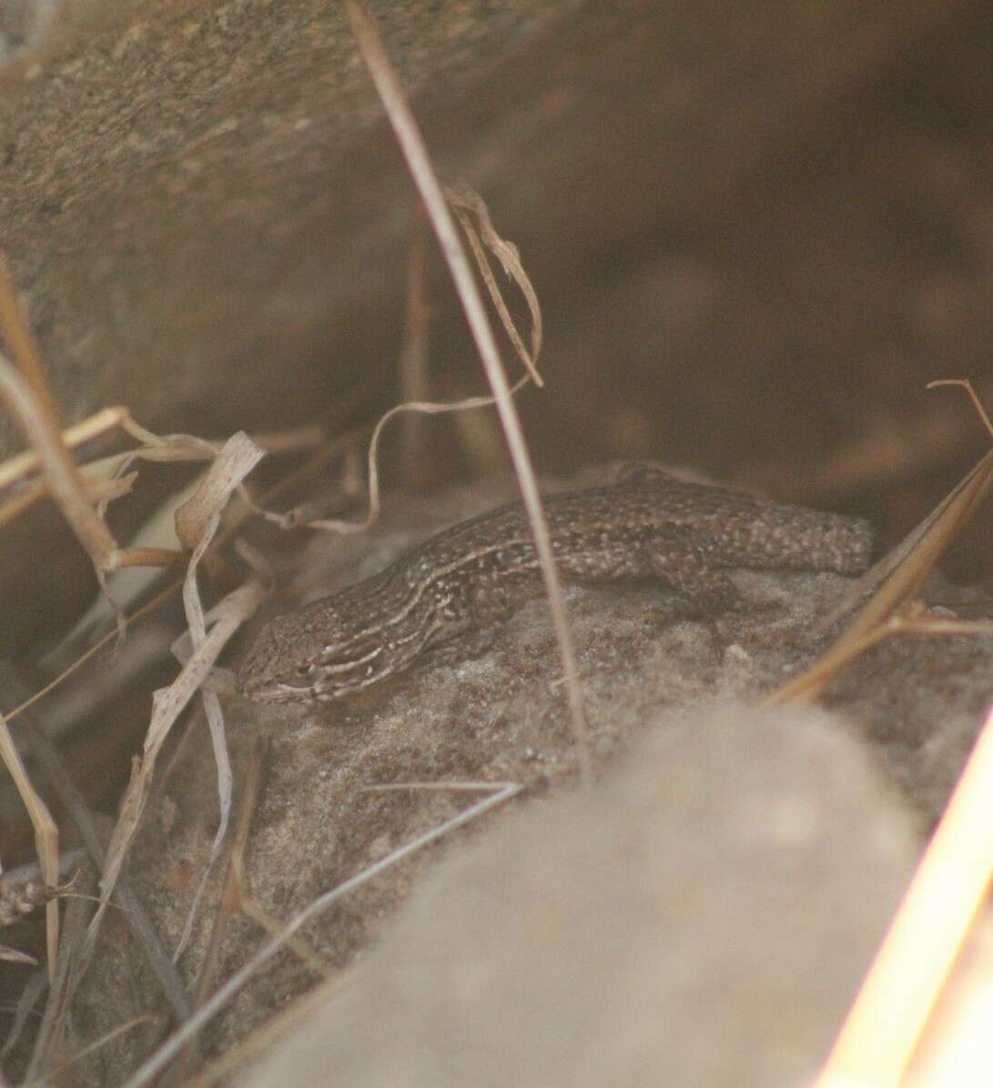 Image of Brown Tree Iguana