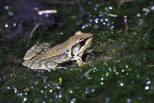 Image of Nidirana adenopleura (Boulenger 1909)