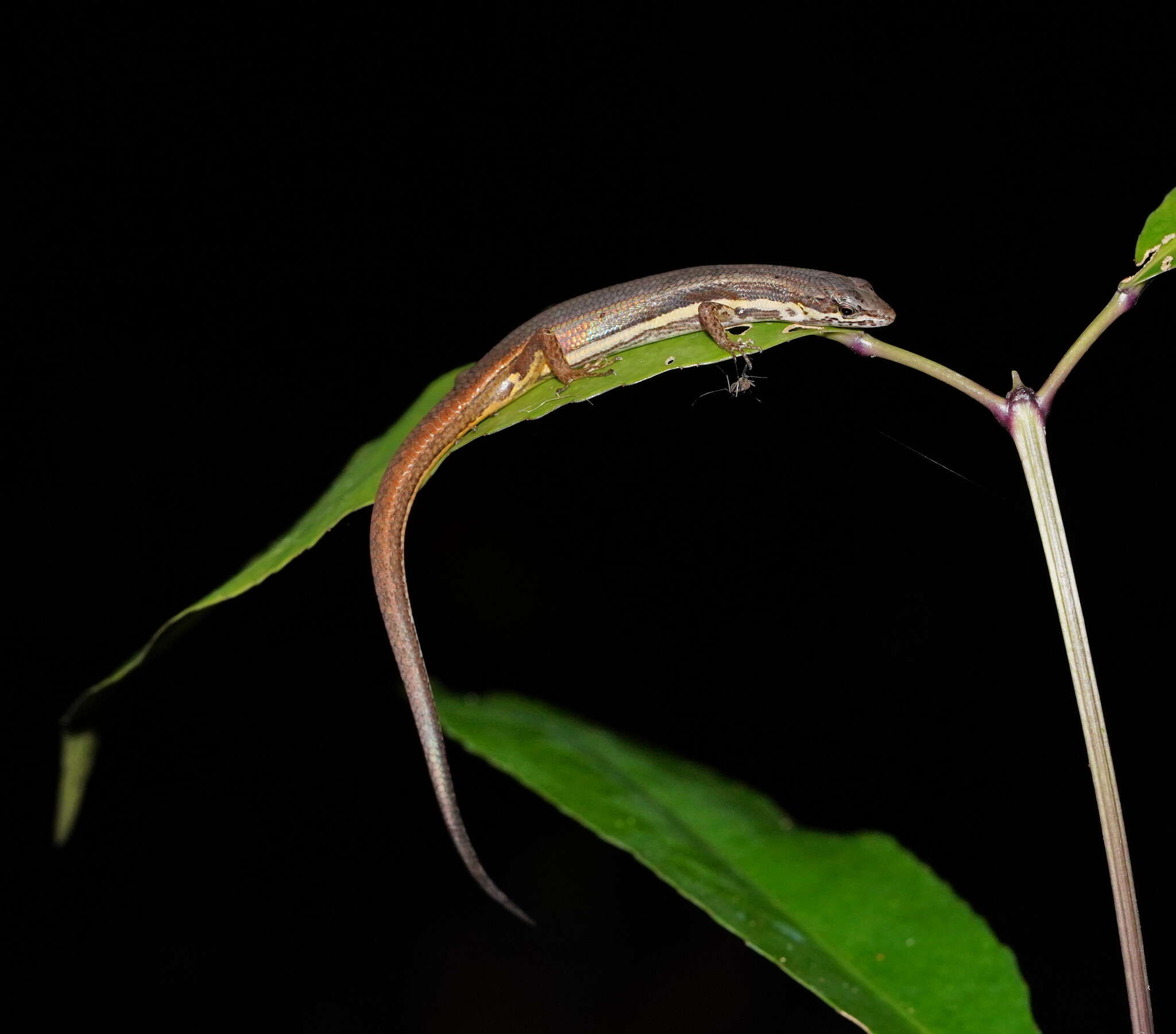 Image of Highland Forest Skink