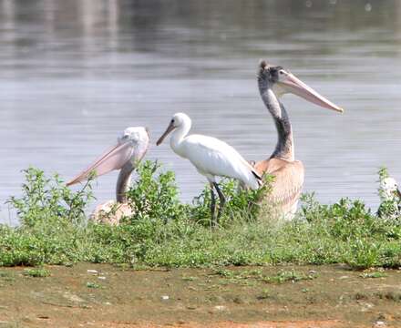 صورة Pelecanus philippensis Gmelin & JF 1789