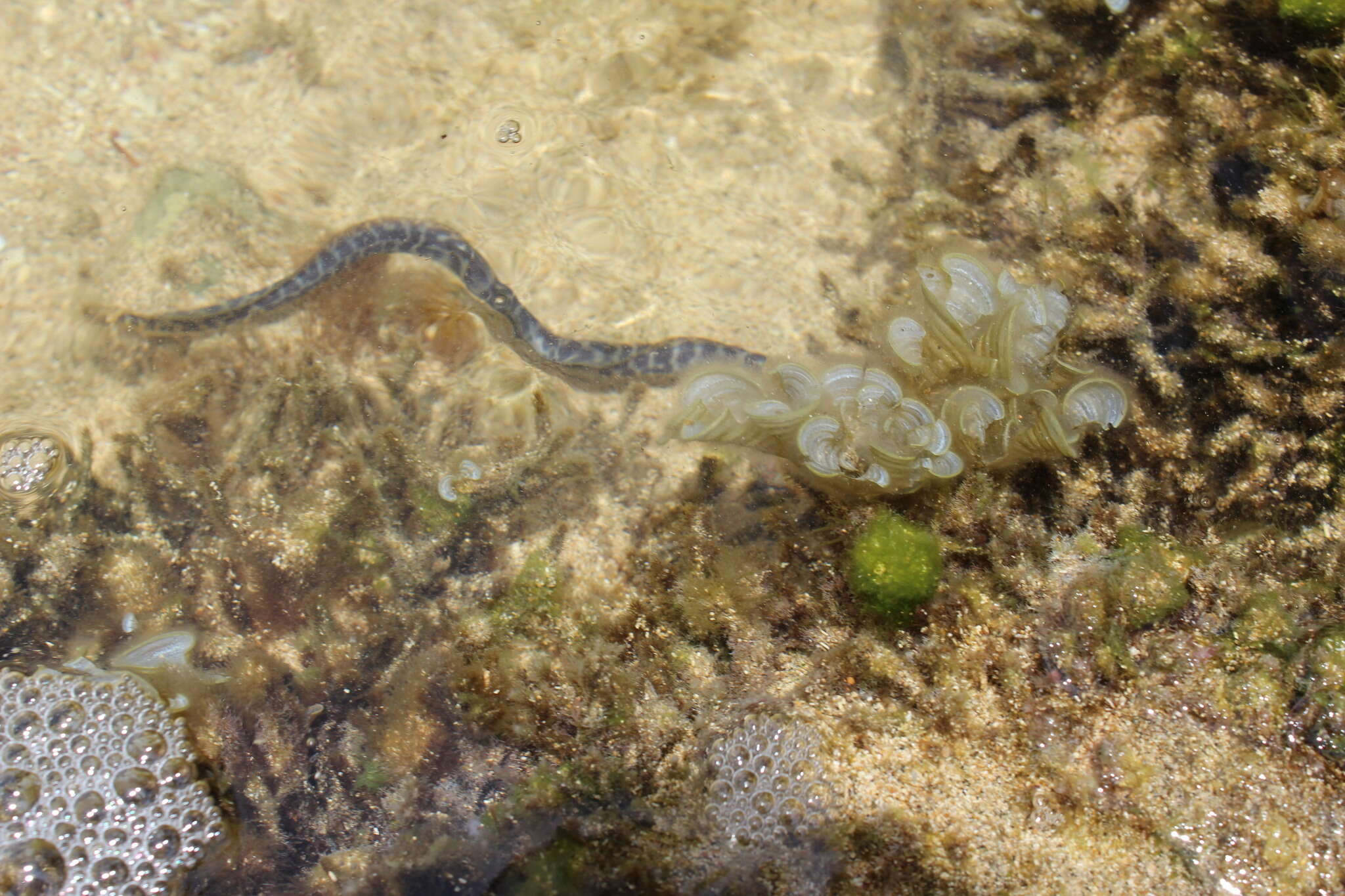 Image of Chain Moray Eel