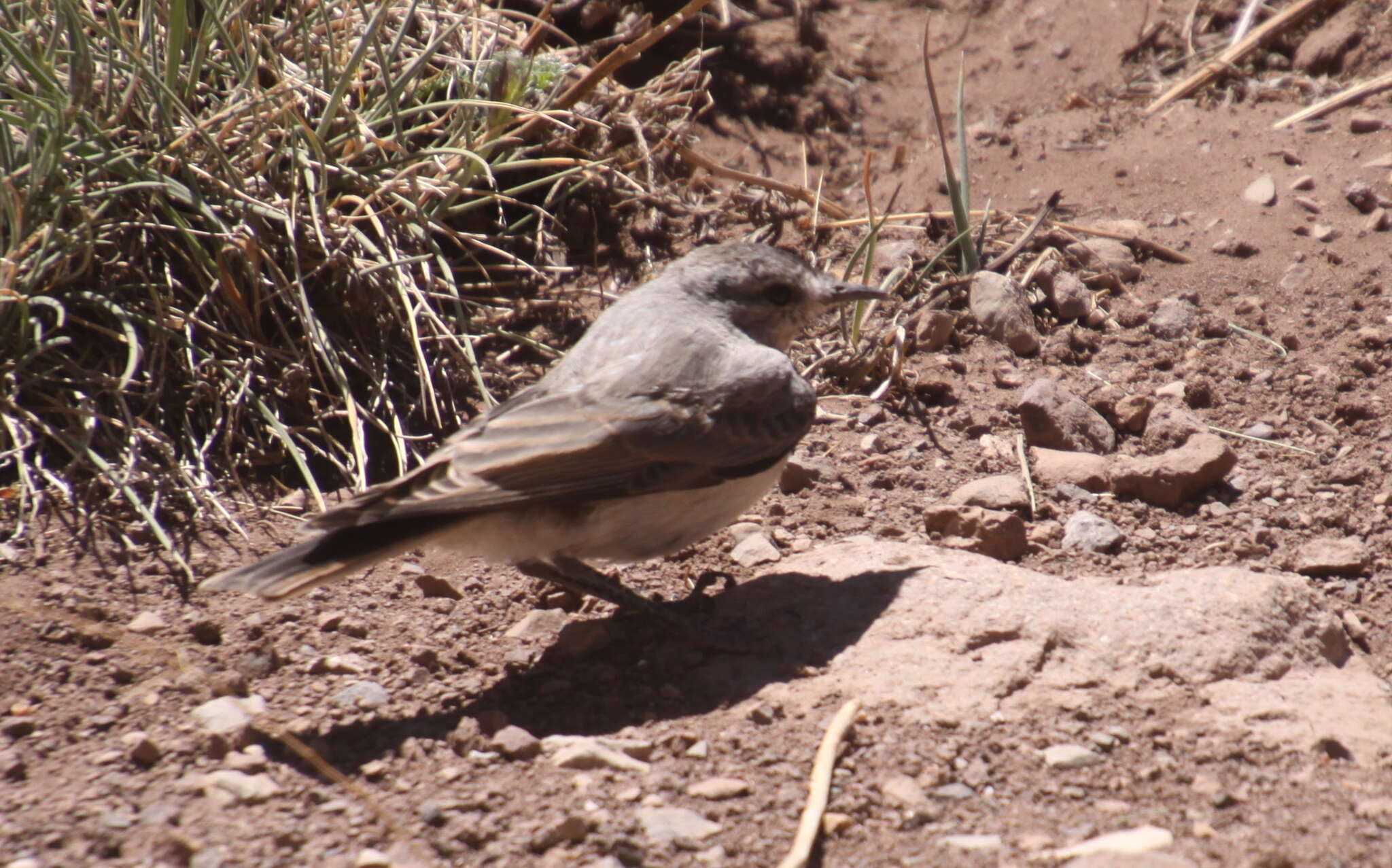 Image of Black-fronted Ground Tyrant