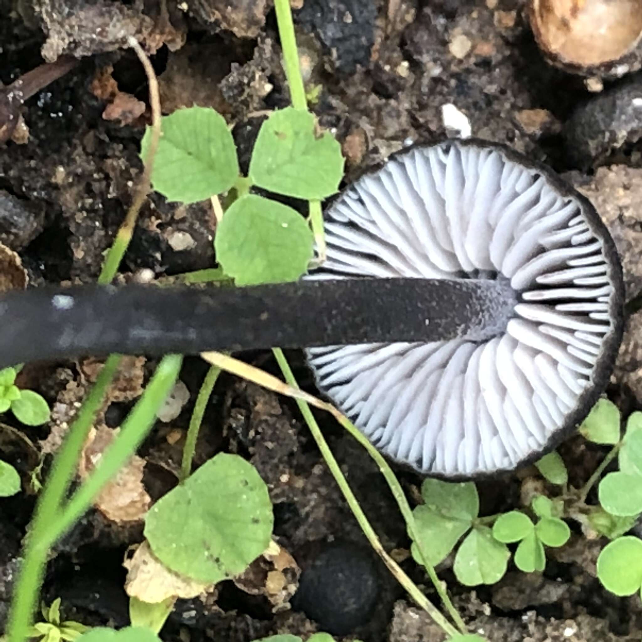 Imagem de Entoloma corvinum (Kühner) Noordel. 1982