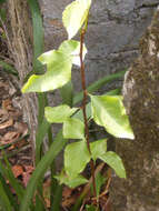 Image of Gymnosporia harveyana Loes.