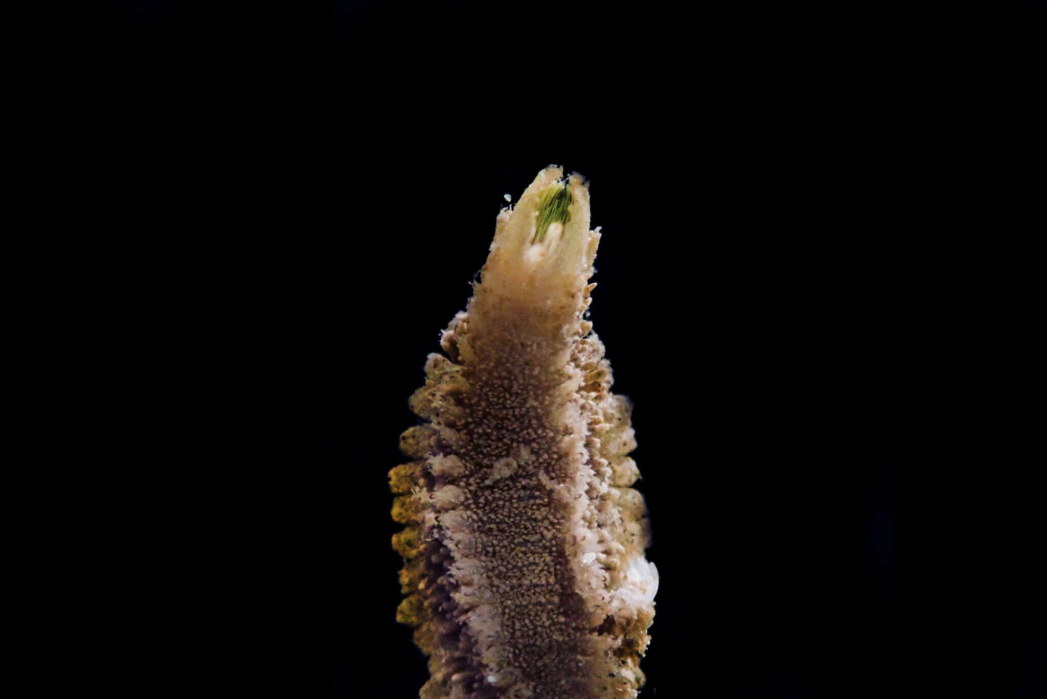 Image of Flabelliderma ockeri Salazar-Vallejo 2007