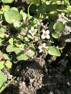 Image of Cardamine cordata Barnéoud