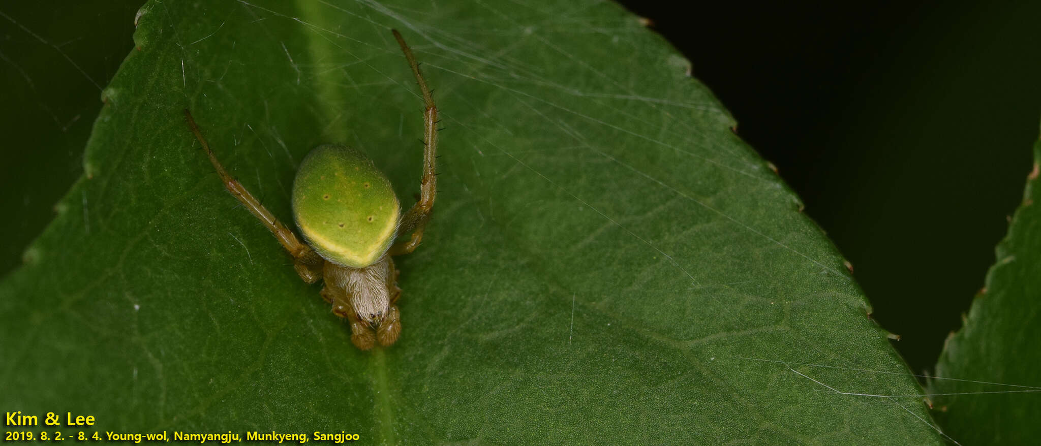 Image of Neoscona scylloides (Bösenberg & Strand 1906)