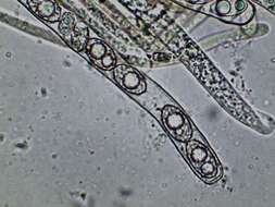 Imagem de Pachyella celtica (Boud.) Häffner 1993