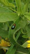 Image of Knotweed Leaf Beetle