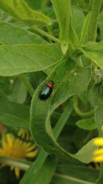 Image of Gastrophysa (Gastrophysa) polygoni (Linnaeus 1758)