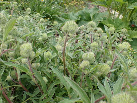 Phacelia leptosepala Rydb.的圖片