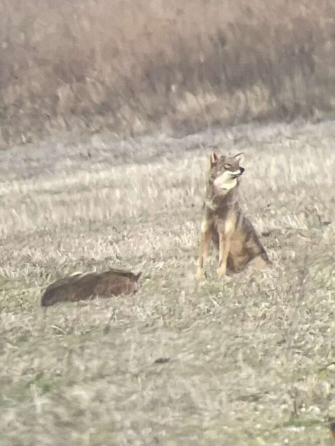 Image of Red wolf