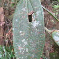 Image of Cavendishia pubescens (Kunth) Hemsl.