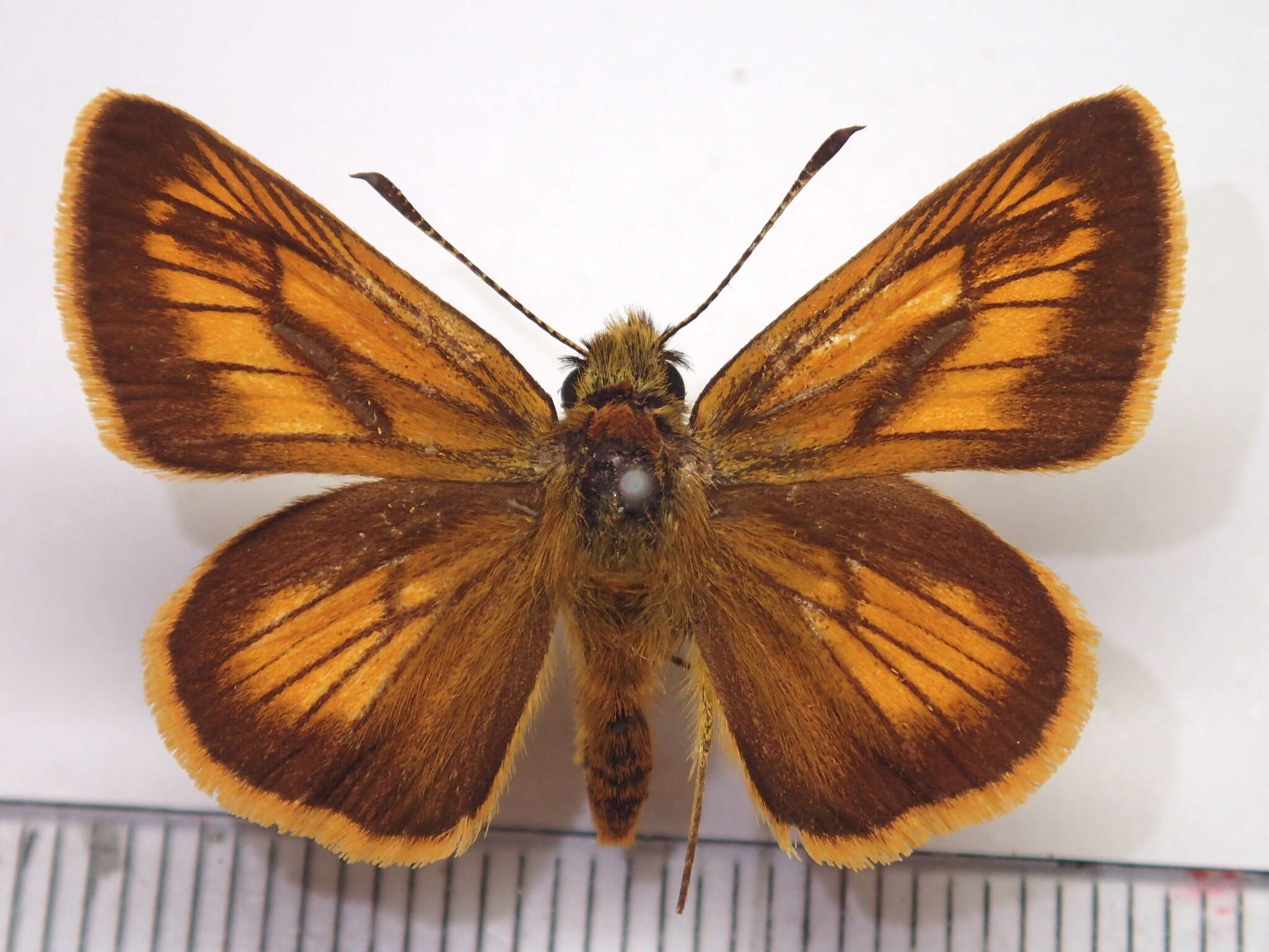 Image of Ochlodes ochracea Bremer 1861