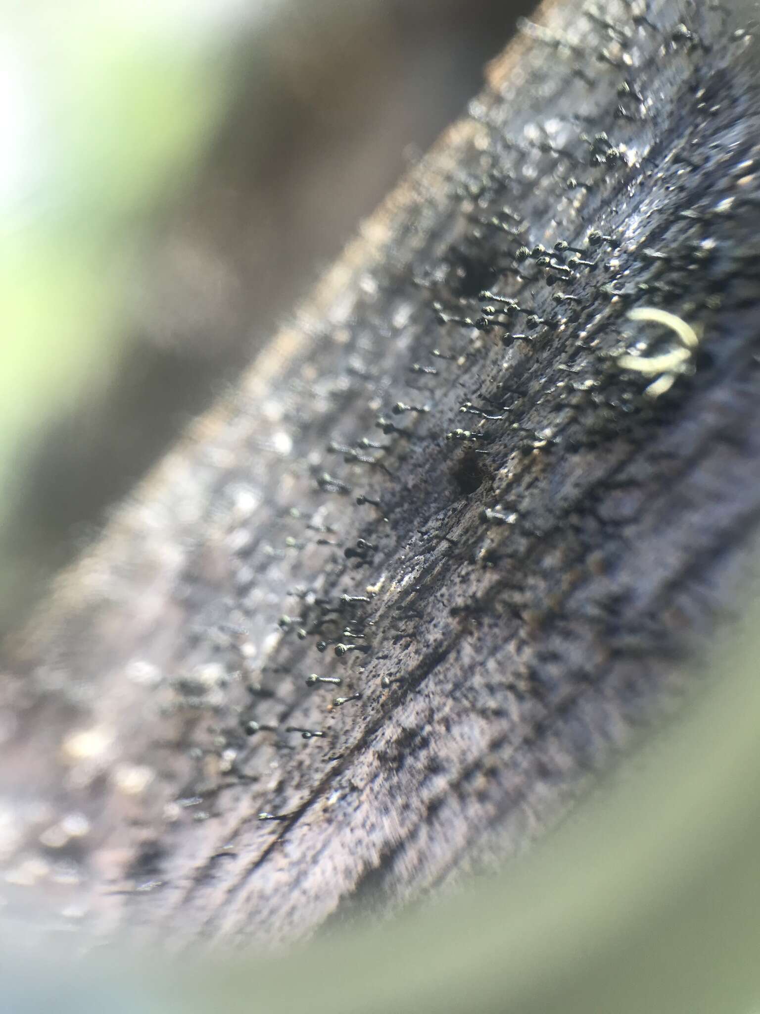 Image of Yellow-collar stubble lichen;   Spike lichen