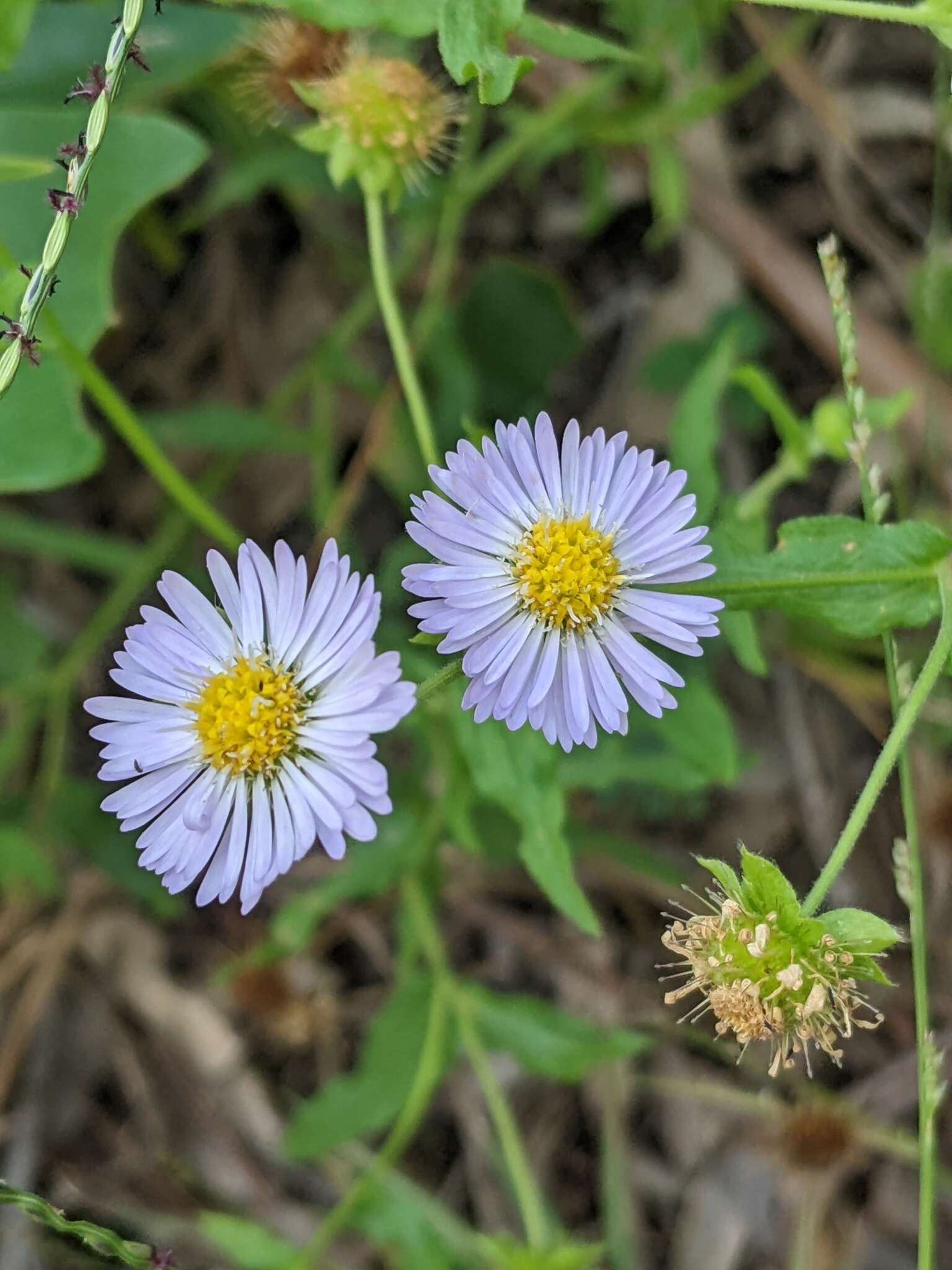 Image of Calotis dentex R. Br.