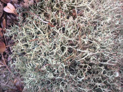 Image of cup lichen