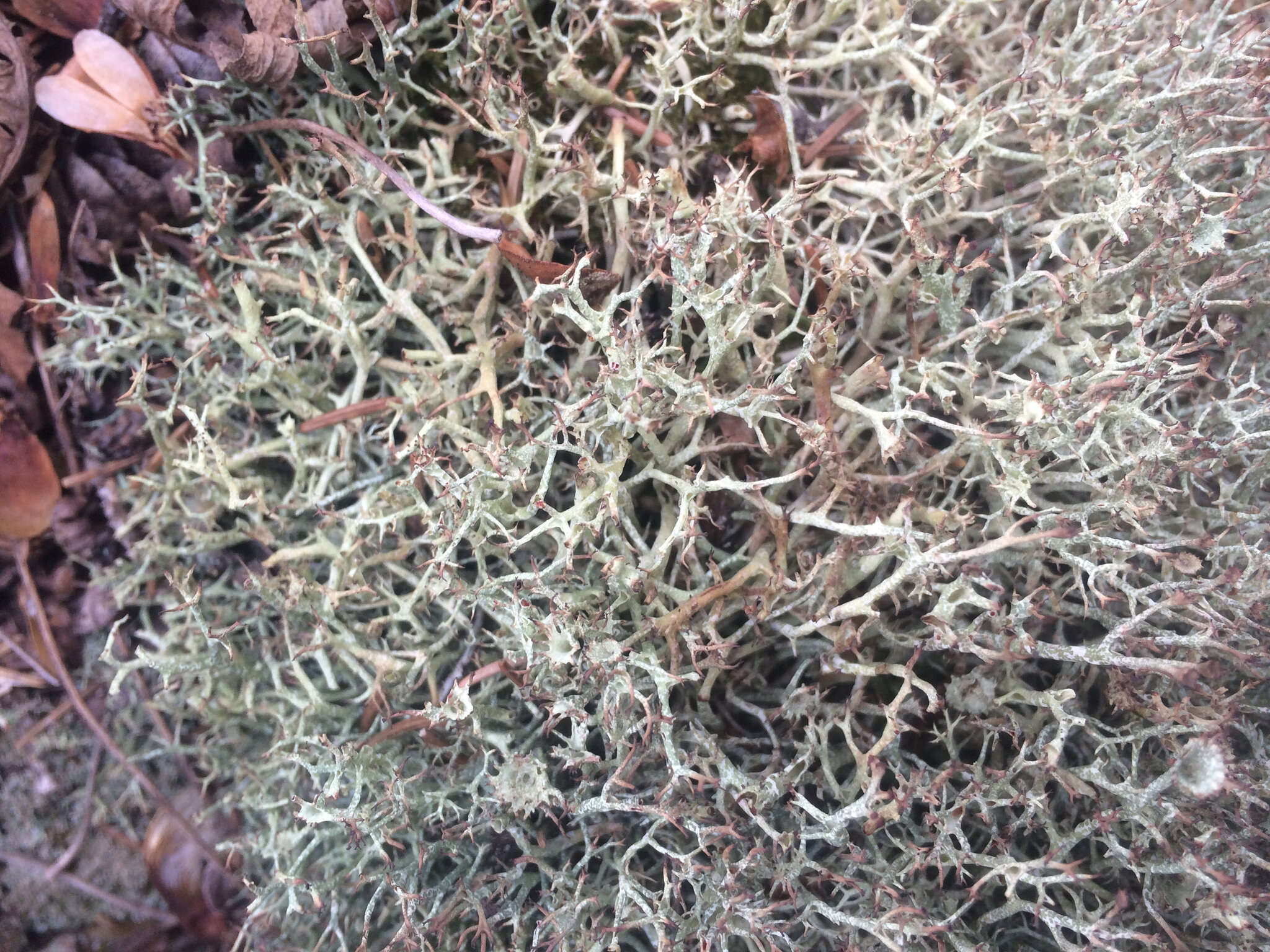 Image of cup lichen