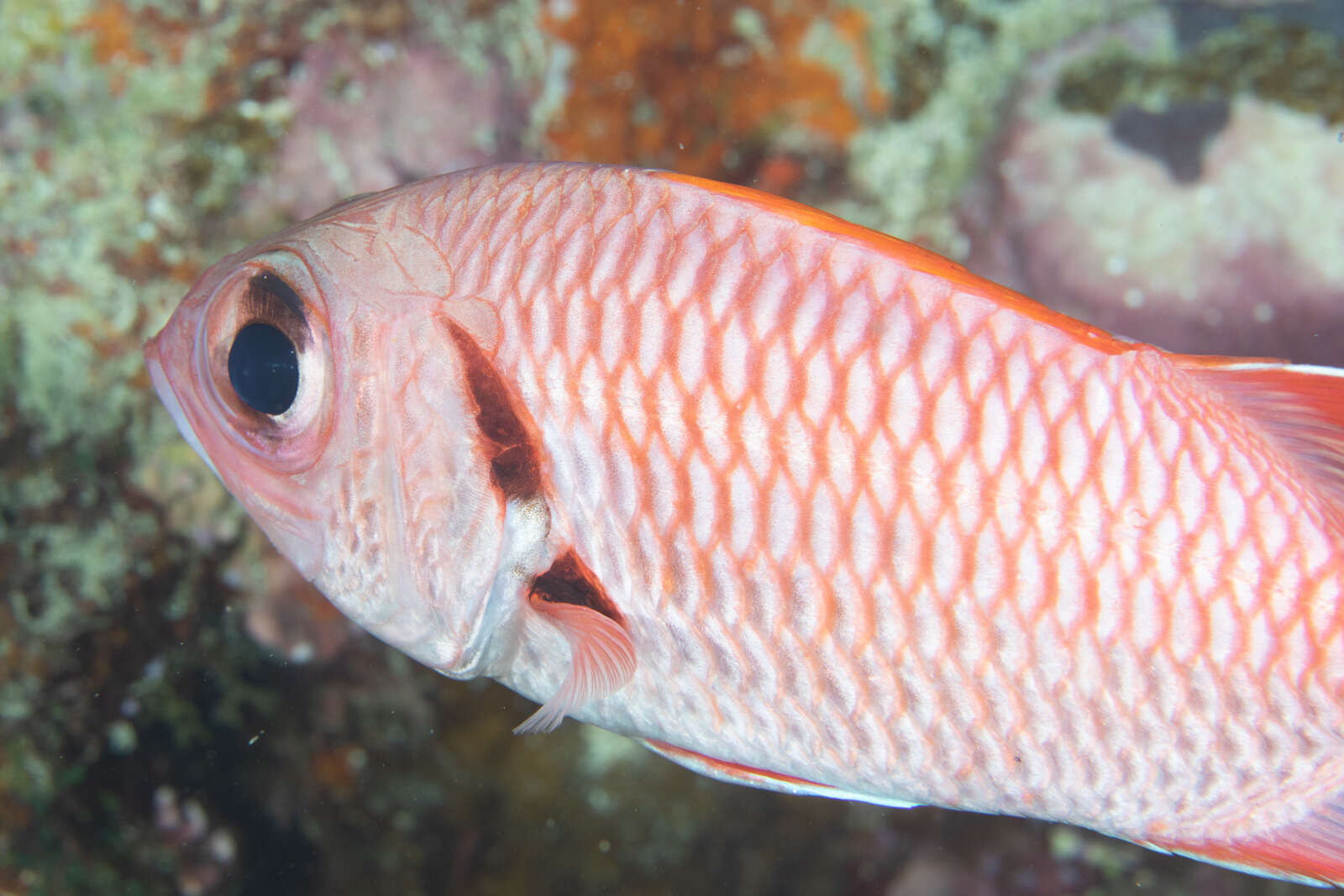 Image of Bigscale Soldierfish